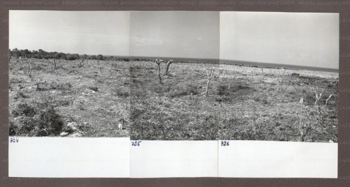 ARSIAL/ARS00174AF4.jpg