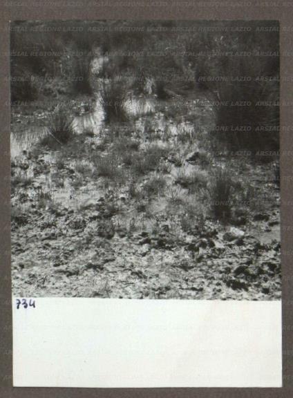 ARSIAL/ARS00174B0E.jpg