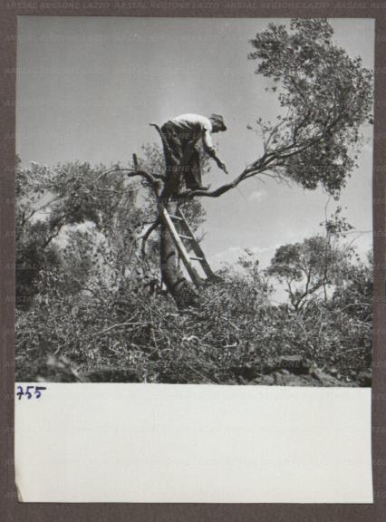 ARSIAL/ARS00174B1E.jpg