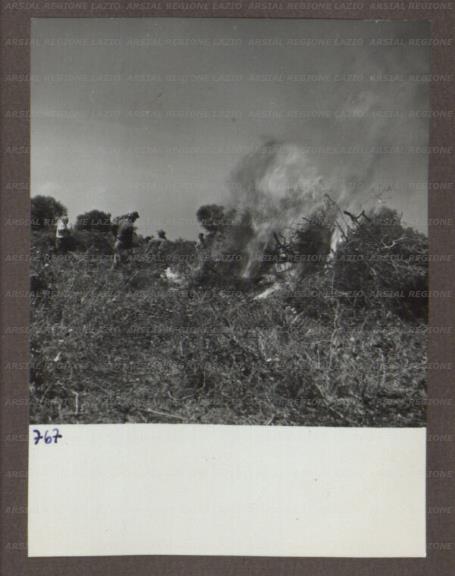 ARSIAL/ARS00174B26.jpg