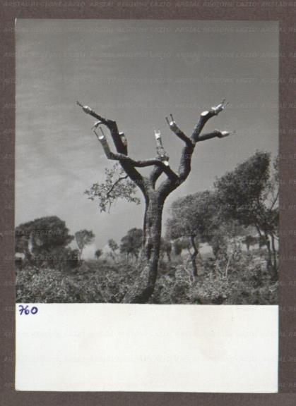 ARSIAL/ARS00174B34.jpg