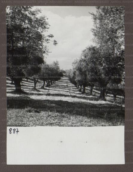 ARSIAL/ARS00174B81.jpg