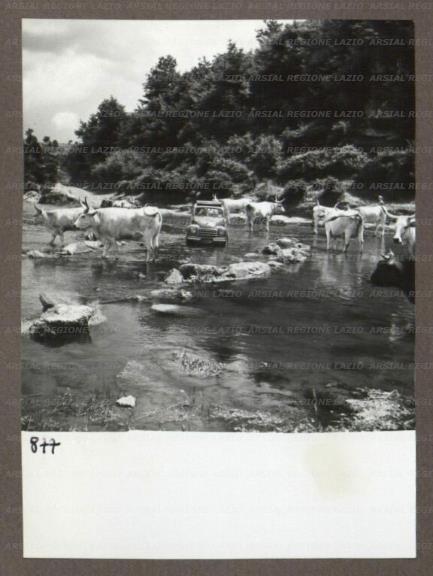 ARSIAL/ARS00174BBE.jpg