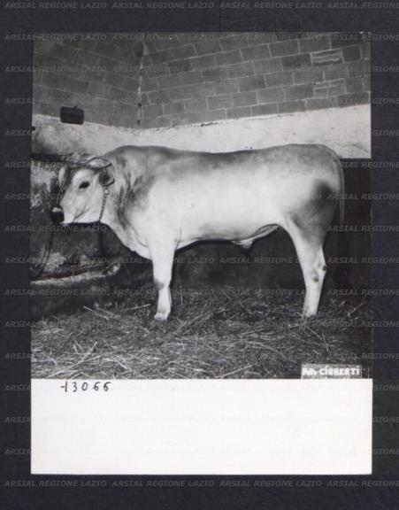 ARSIAL/ARS00174BD5.jpg
