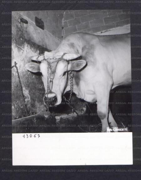 ARSIAL/ARS00174BD9.jpg