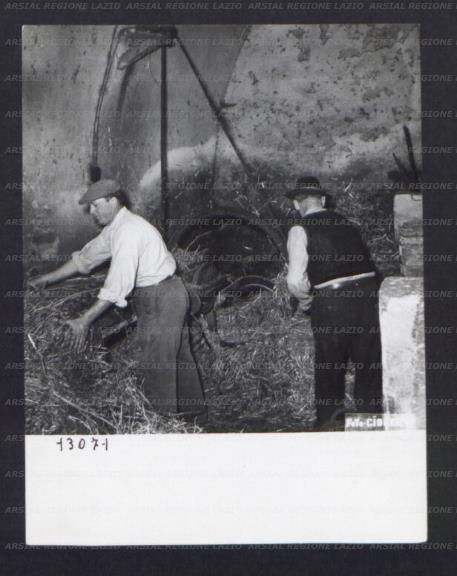 ARSIAL/ARS00174BF8.jpg