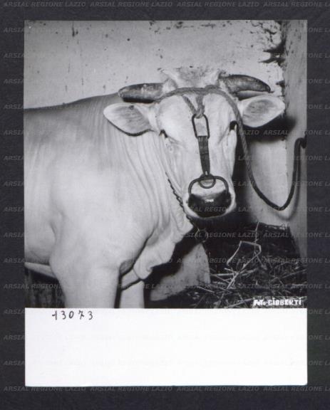ARSIAL/ARS00174BFD.jpg