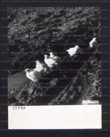 ARSIAL/ARS00174C03.jpg