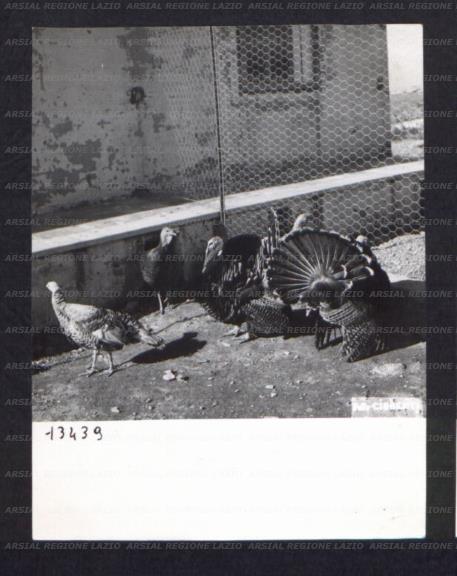 ARSIAL/ARS00174C05.jpg