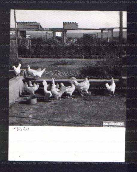 ARSIAL/ARS00174C06.jpg