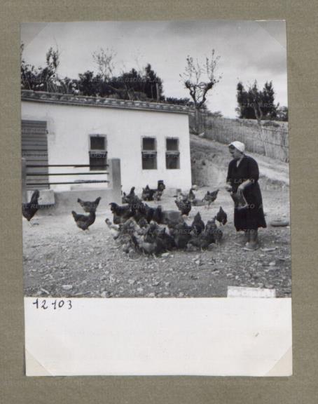 ARSIAL/ARS00174C0D.jpg