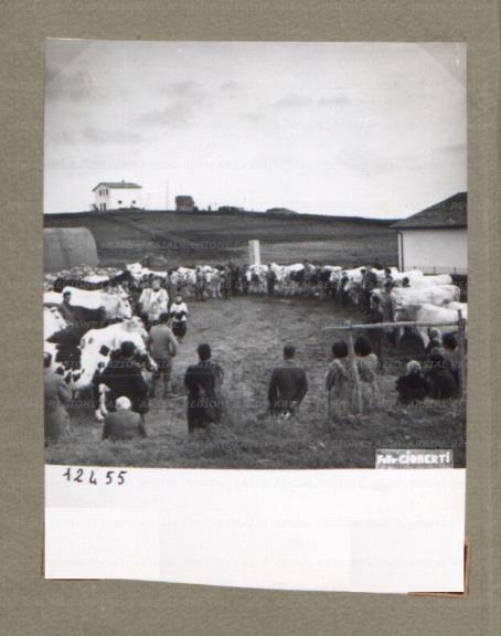 ARSIAL/ARS00174C11.jpg