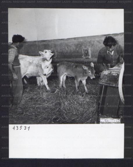 ARSIAL/ARS00174C16.jpg