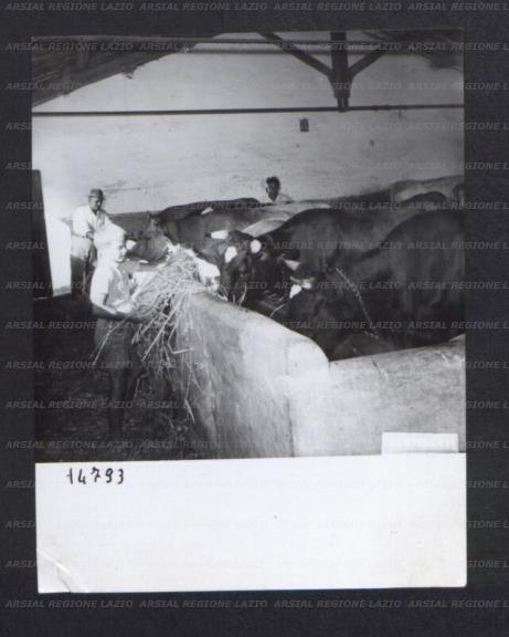 ARSIAL/ARS00174C30.jpg