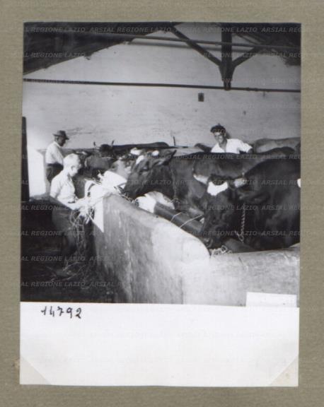 ARSIAL/ARS00174C97.jpg