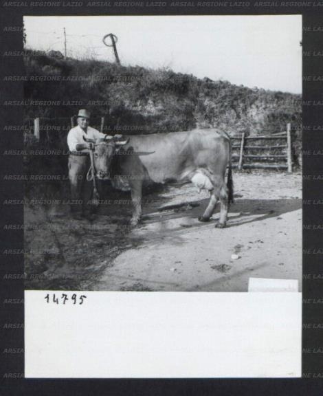 ARSIAL/ARS00174C98.jpg