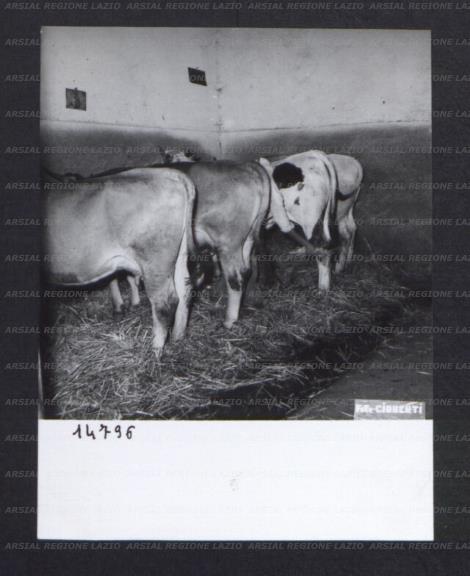 ARSIAL/ARS00174C9A.jpg