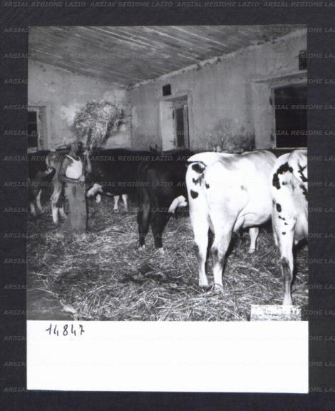 ARSIAL/ARS00174C9B.jpg
