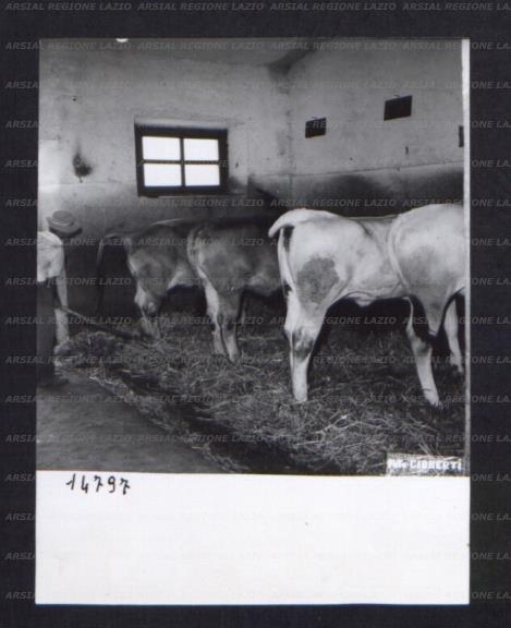 ARSIAL/ARS00174C9D.jpg
