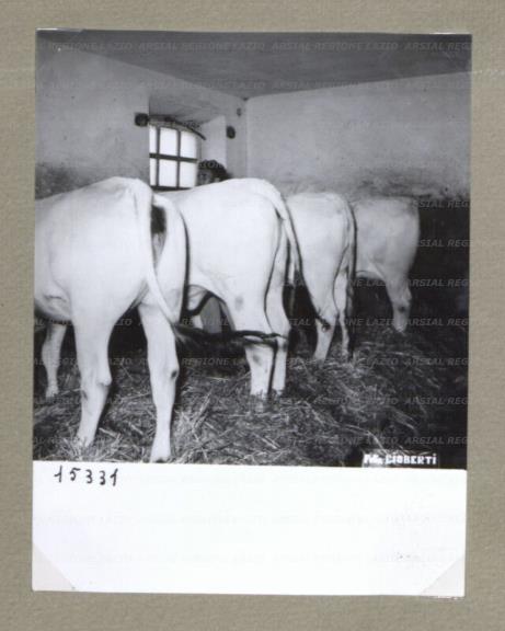 ARSIAL/ARS00174CAC.jpg