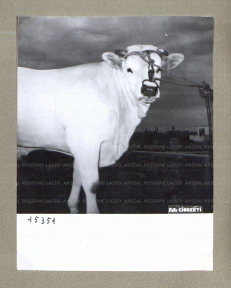ARSIAL/ARS00174CAE.jpg