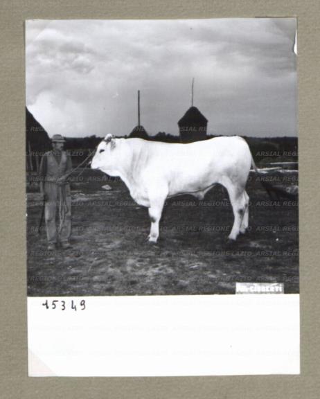 ARSIAL/ARS00174CBB.jpg