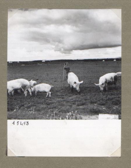 ARSIAL/ARS00174CCF.jpg