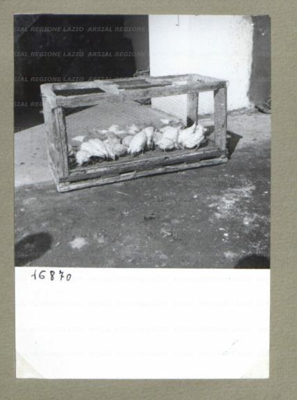 ARSIAL/ARS00174CF3.jpg