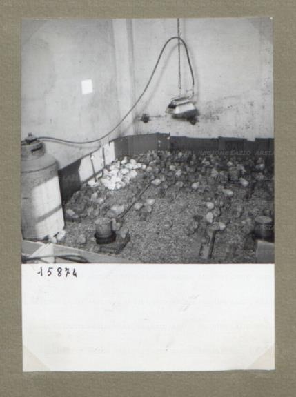 ARSIAL/ARS00174CF4.jpg