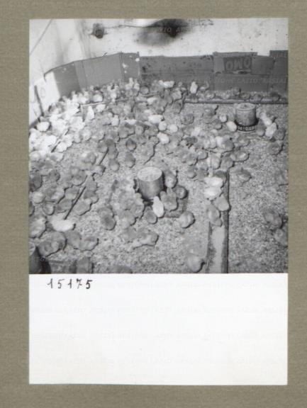 ARSIAL/ARS00174CF6.jpg