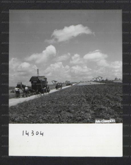 ARSIAL/ARS00174D65.jpg