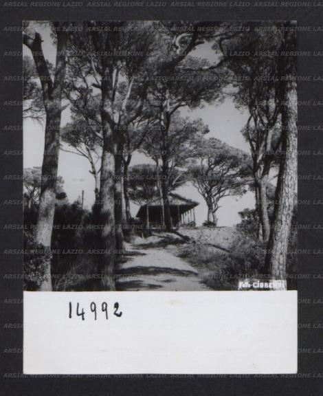 ARSIAL/ARS00174DDC.jpg