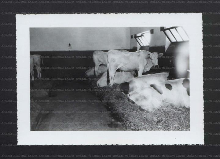 ARSIAL/ARS00174E24.jpg