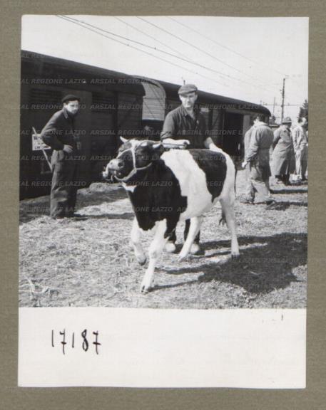 ARSIAL/ARS00174E40.jpg