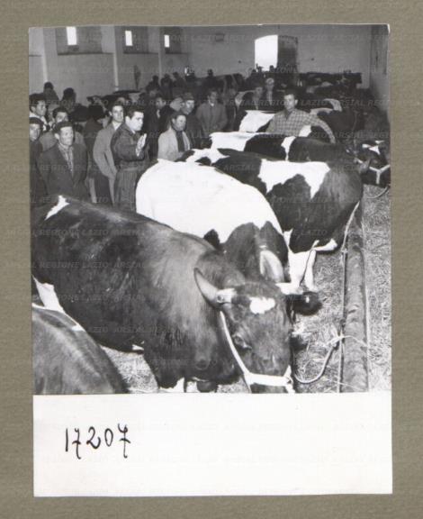 ARSIAL/ARS00174E4F.jpg