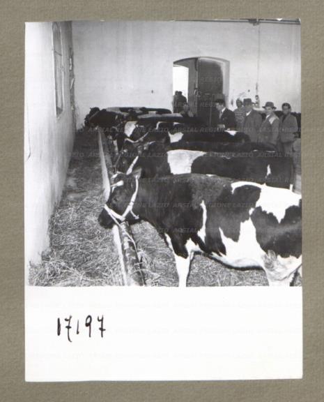 ARSIAL/ARS00174E53.jpg