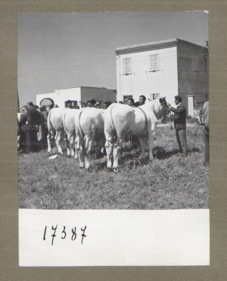 ARSIAL/ARS00174E5C.jpg