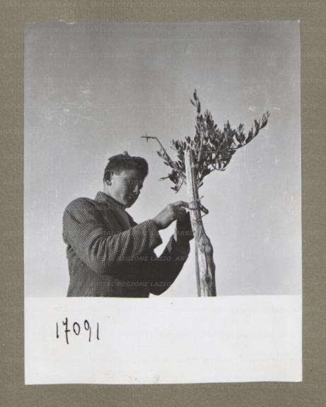ARSIAL/ARS00174E68.jpg