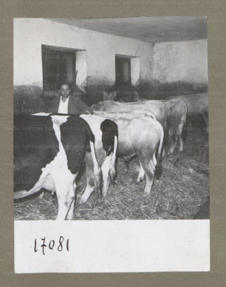 ARSIAL/ARS00174E69.jpg