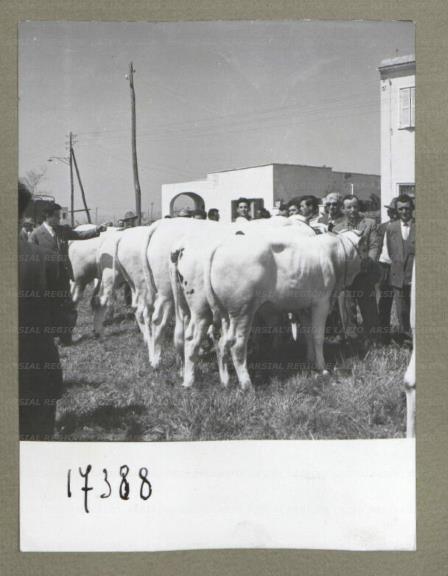 ARSIAL/ARS00174E7A.jpg
