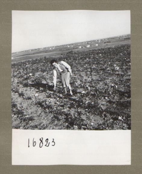 ARSIAL/ARS00174F78.jpg
