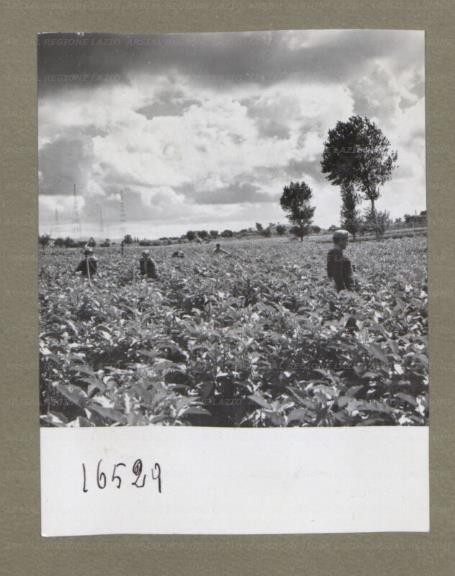 ARSIAL/ARS00174F81.jpg