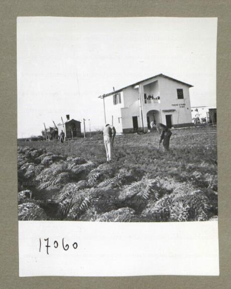 ARSIAL/ARS00174F86.jpg