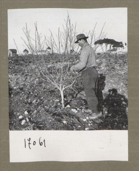 ARSIAL/ARS00174F87.jpg