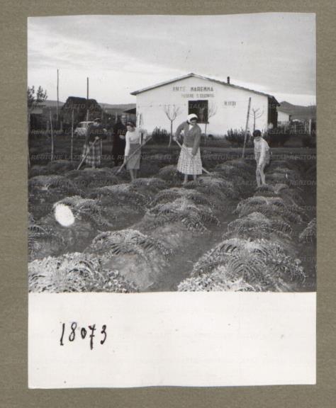 ARSIAL/ARS00174F89.jpg