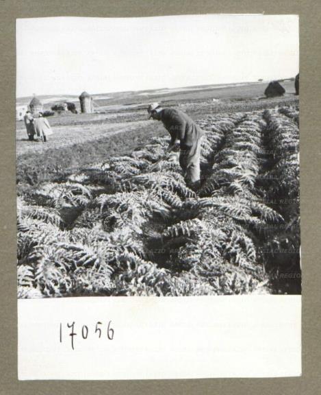 ARSIAL/ARS00174F8D.jpg