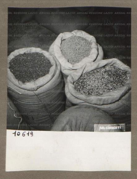 ARSIAL/ARS00174F97.jpg