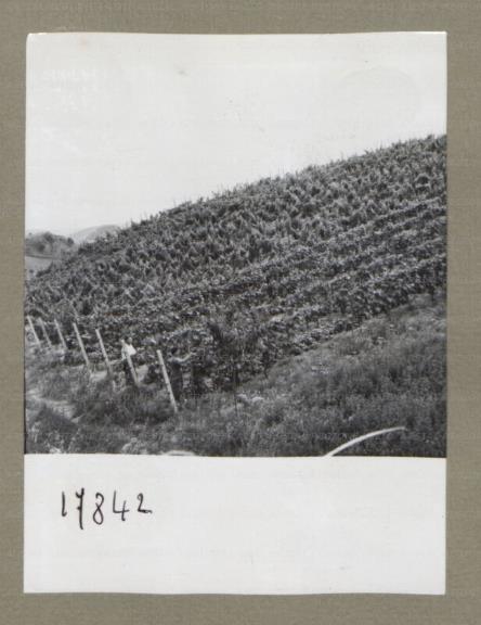 ARSIAL/ARS00174FA0.jpg