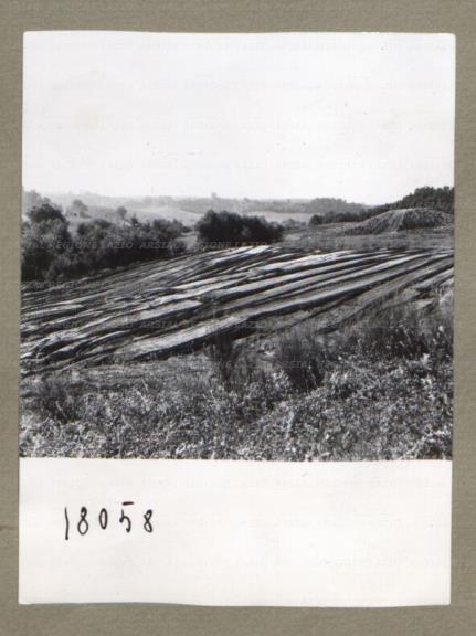 ARSIAL/ARS00174FA3.jpg