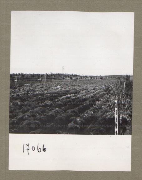 ARSIAL/ARS00174FCE.jpg